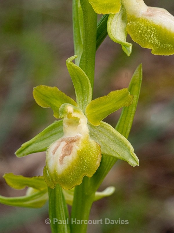 Gargano Ophrys (lacking anthocyanin pigments...apochromic) Ophrys sphegodes ssp passionis.. also O. garganica, O. passionis - Gargano - Wild Orchids