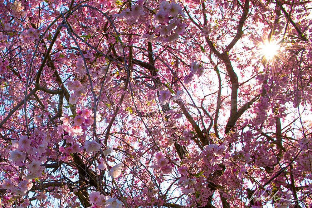 DSC_6240 - Trees