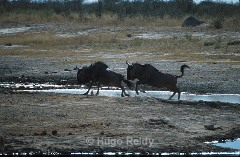  - Animals in the Wild