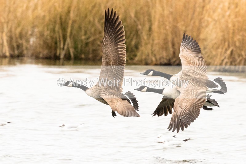 20170220-8E0A3557 - Geese