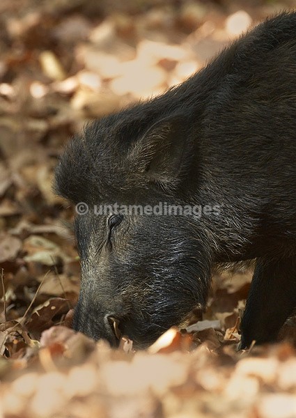 Wild boar - India