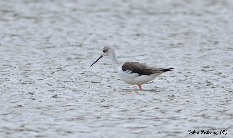 Black-winged Stilt - Birds