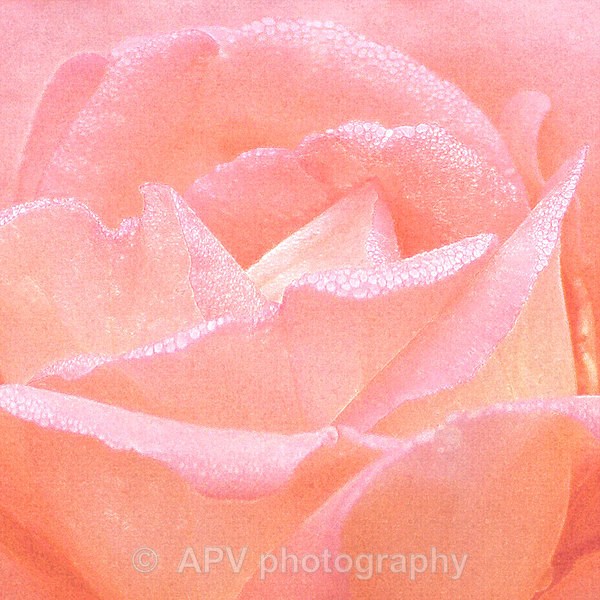 Pink rose with Dew - Square Cards