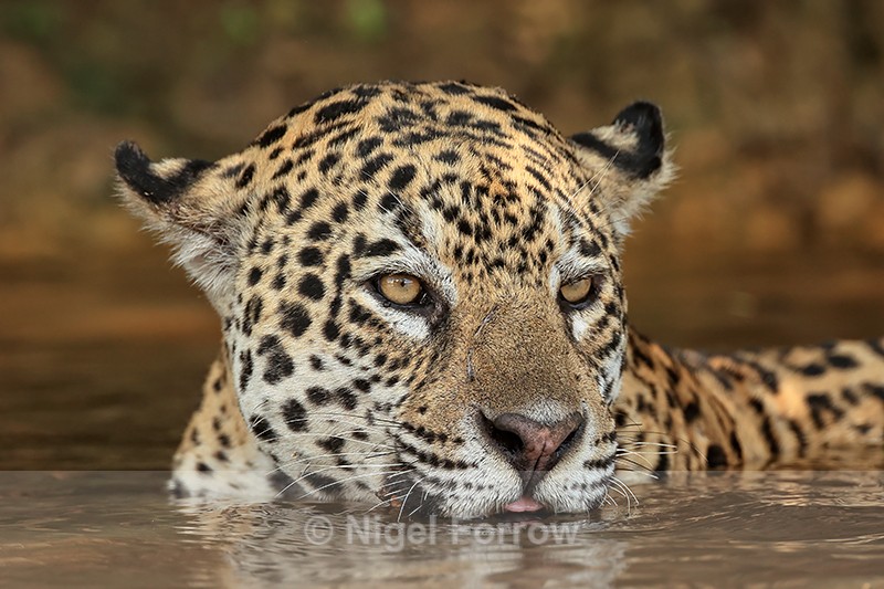 Female Jaguar immersed in water, Corixo Negro, Mato Grosso, Brazil - Jaguar