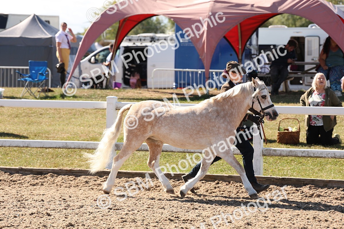 SBM_13879 - Class 205 - IH Show Pony - Show Hunter Pony