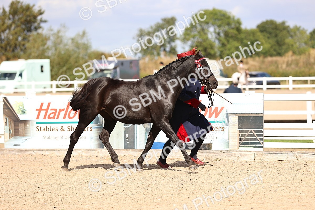 SBM_14247 - Class 411 - Prettiest Mare (IH OR Ridden) Adult