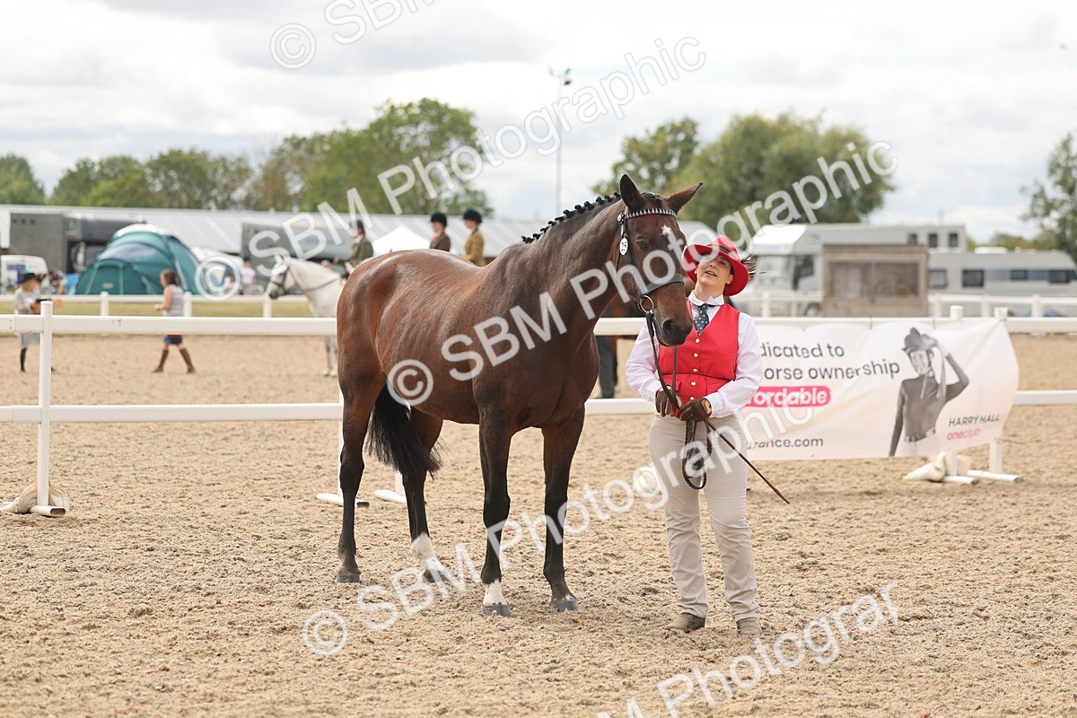 SBM_16982 - Class 312 - IH Competition Horse-Pony