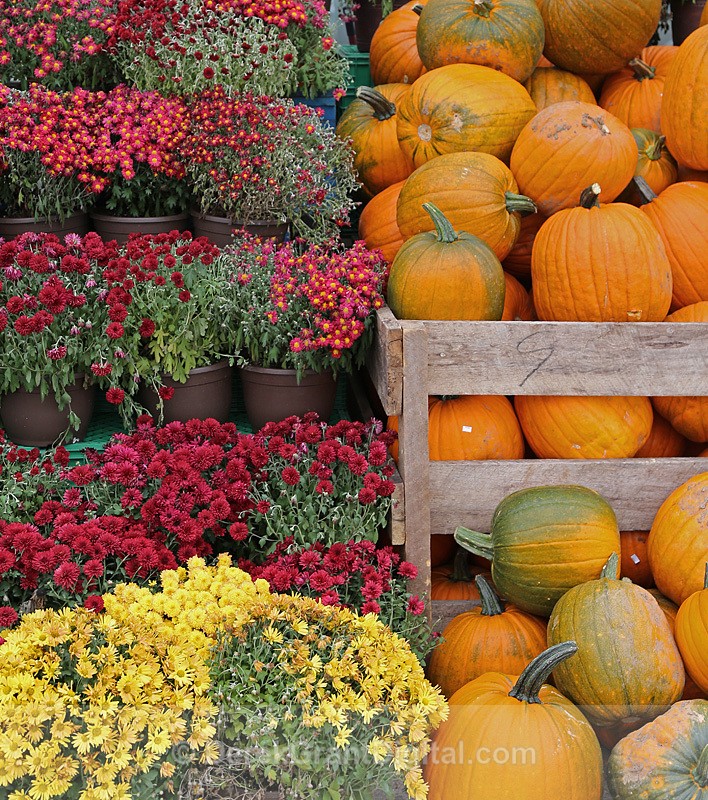 Mums the Word - Autumn Festival