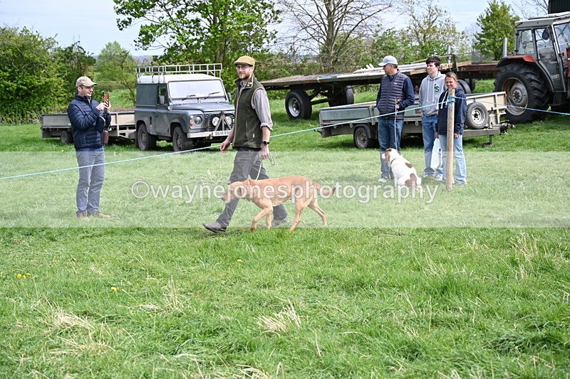 WJ6_8814 - Class 8 Best Working / Gun Dog or Bitch