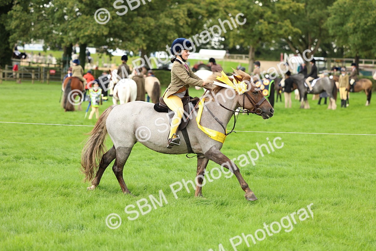 SBM_41910 - S32 - Mountain & Moorland Working Hunter Pony