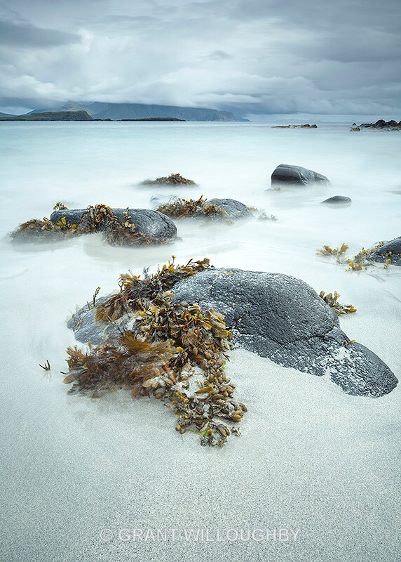 Beach Canna - Latest work