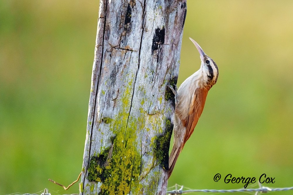 slender billed wood creeper 1
