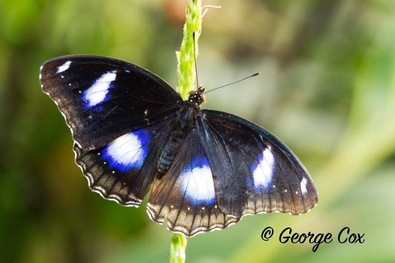 Great Egg Fly Butterfly - Hypolimnas bolina