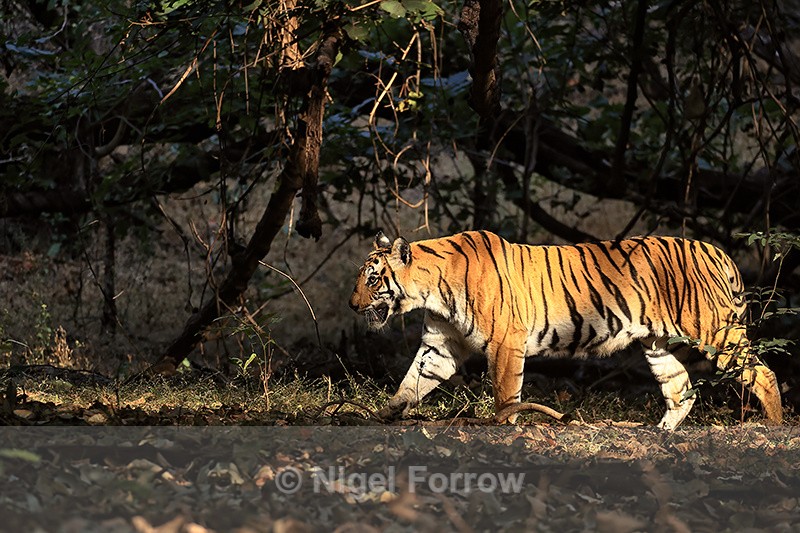 Tigress sunlit walking in jungle, Bandhavgarh, Madhya Pradesh, India - Tiger