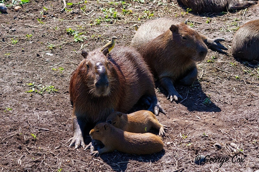 capybara 2 - Brazil