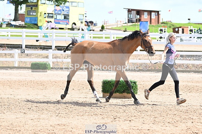 240717A-152340-02805 - Trot Up 3pm to 4pm