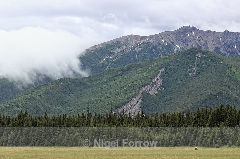 Distant Bear in Alaska landscape, Silver Salmon Creek, Lake Clark NP - Alaska, USA