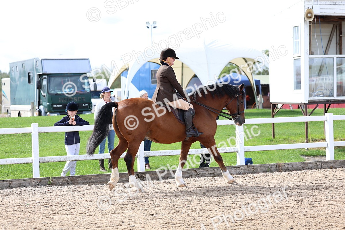 SBM_01905 - Class 18 - Handsomest Gelding - IH or Ridden
