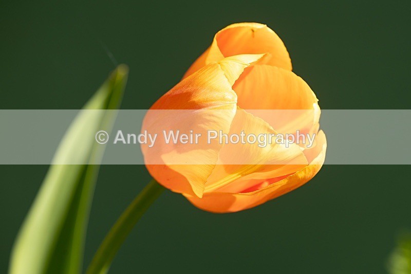190419-untitled-1L4A0866 - Plants & Flowers