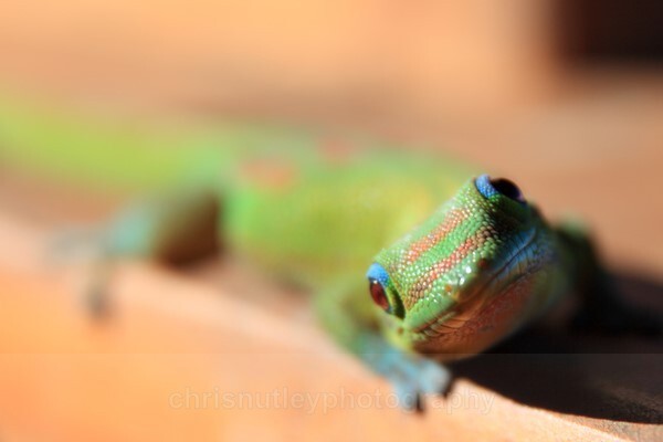  - Reptiles and Amphibians
