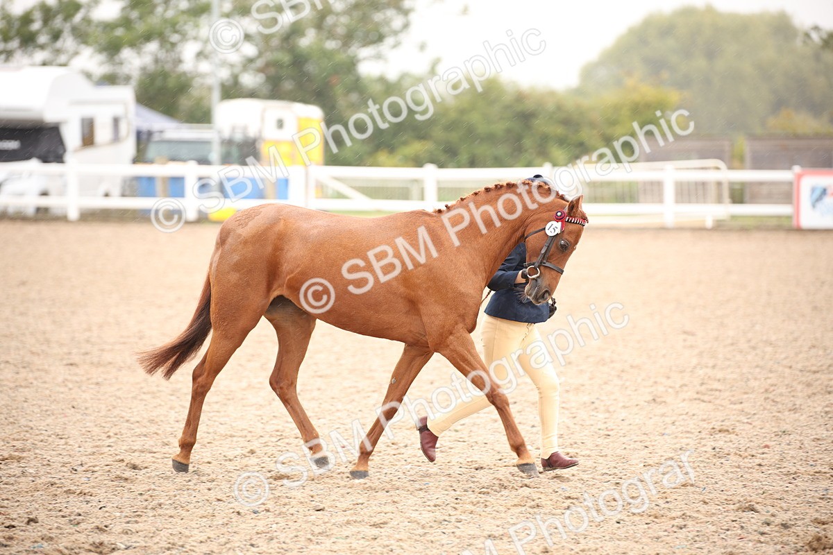 SBM_20120 - Class 702 - IH  Show Horse Pony