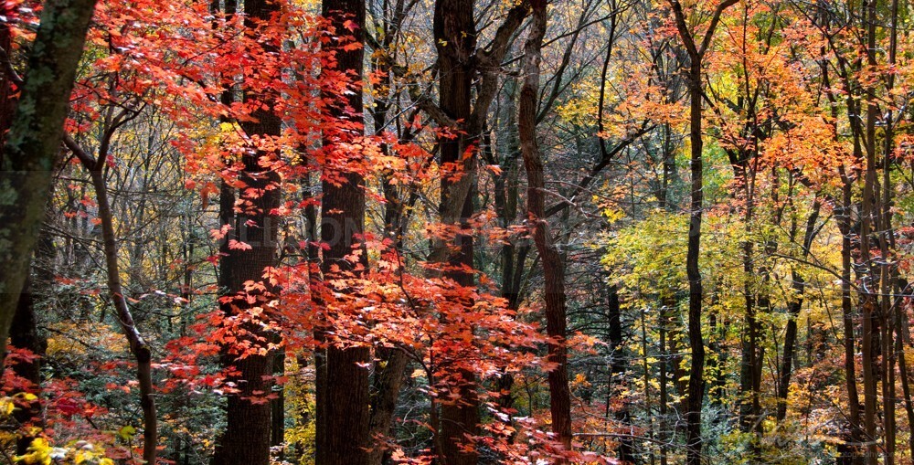 _DSC3298 - Autumn