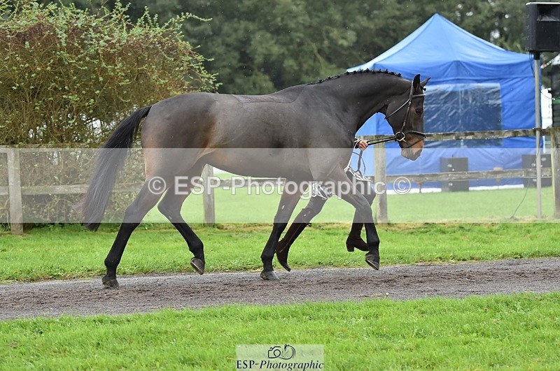 231018-124408-00483 - 073-ORNETA-Lisa.Maynard-TrotUp