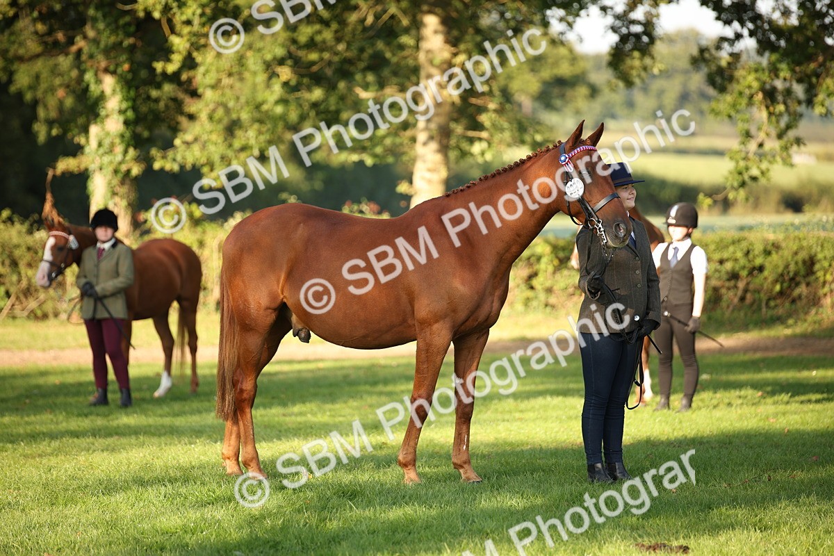 SBM_57575 - S50 - Foreign Breeds In Hand