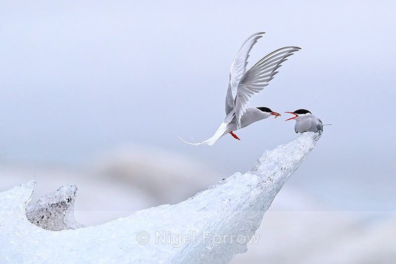 Arctic Tern pair food pass, Jokulsarlon, Iceland - Arctic Tern