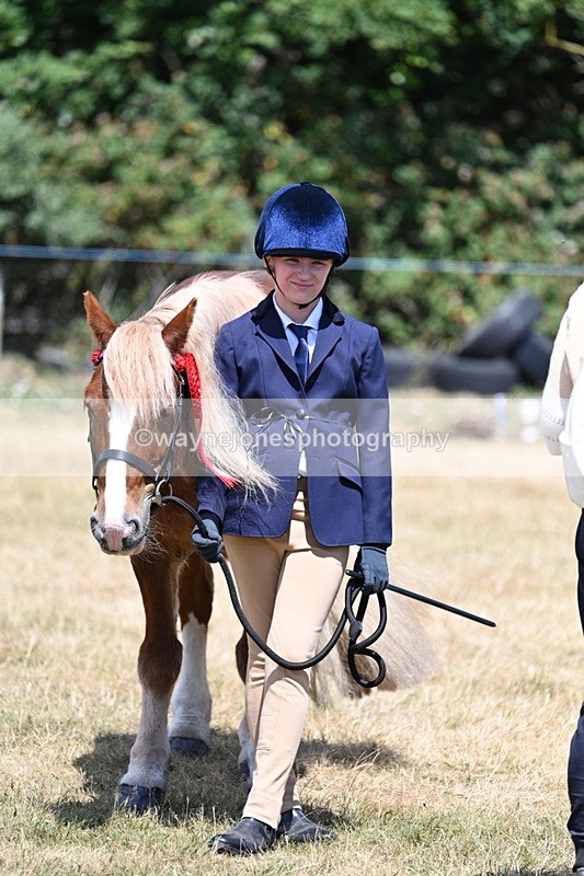 WJ7_2245 - Class 5 Most Handsome Gelding (up to 14.2hh) in hand