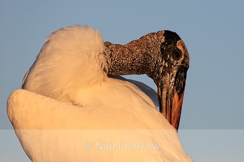 Wood Stork preening back, Wakodahatchee Wetlands, Florida - Wood Stork