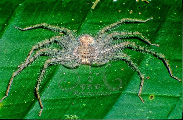 GKD-f-009829 copy - ANIMALS