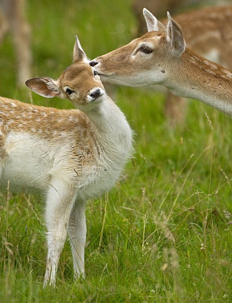 Fallow Deer ref fd 12c - FALLOW DEER