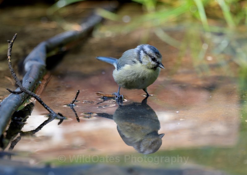 2017-11-07-19-49-32 NIKON D500 500mm f 45  1-400 iso400 - Birds