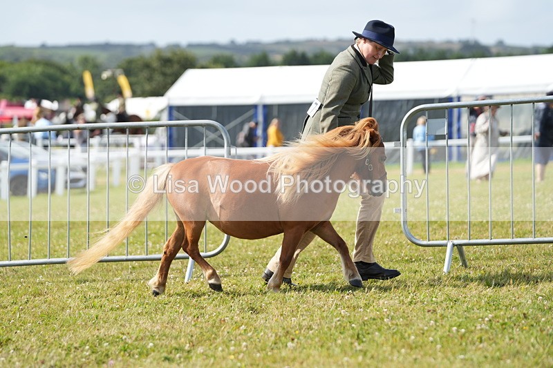 DSC05202 - Class 49: NPS Shetland 4 years and over