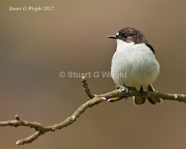 207 - Flycatchers, Redstarts & Stonechats