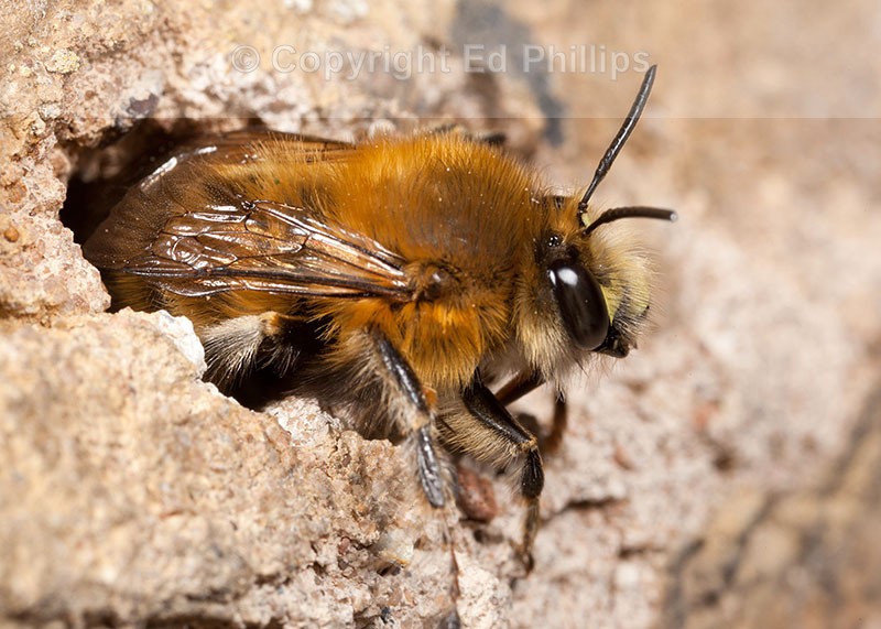 Anthophora  plumipes (m)