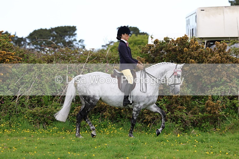 3E7A2061 - Class 11: Ridden Arab