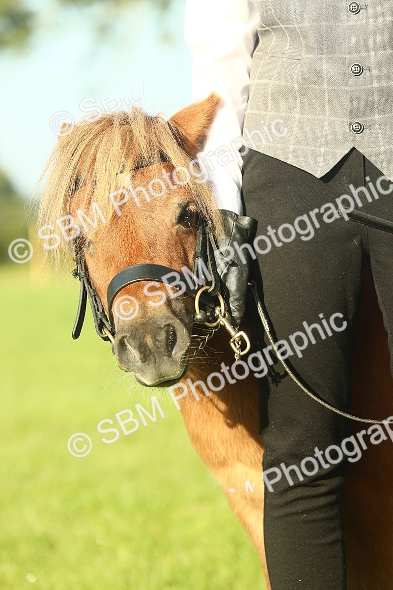 SBM_58446 - S37 - Starters In Hand Showing