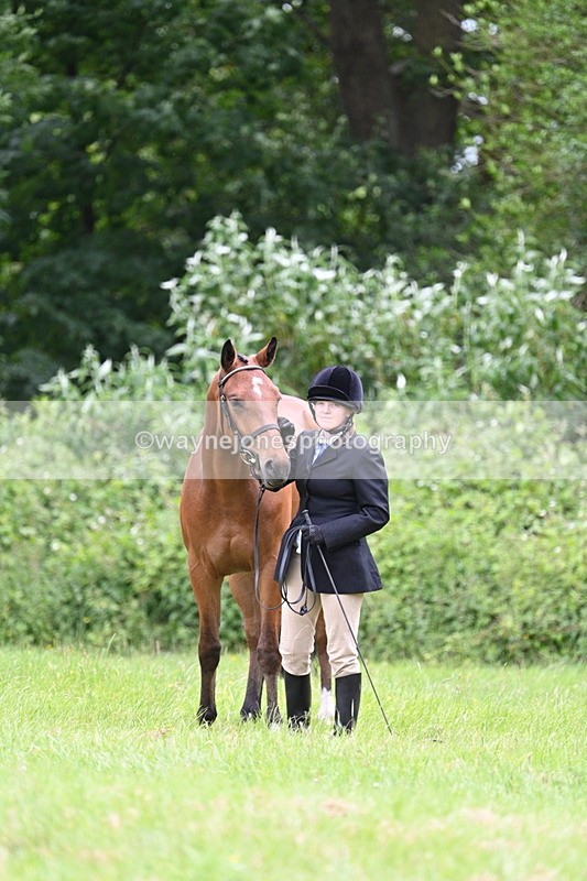 WJ7_3867 - Class 14A Handsome Gelding