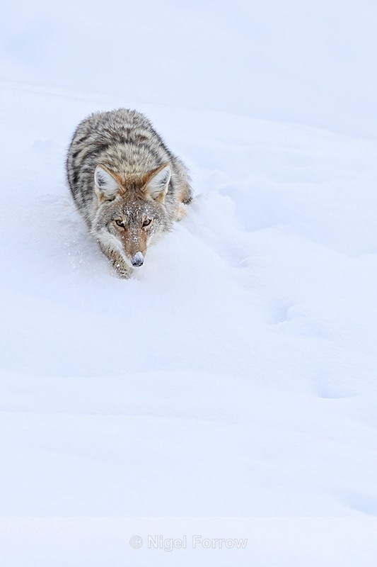 Coyote advances down slope, Yellowstone Park, Wyoming, USA - Coyote