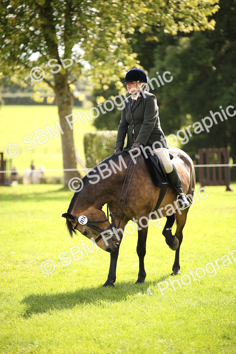 SBM_49979 - S26 - Young Veteran - Ridden