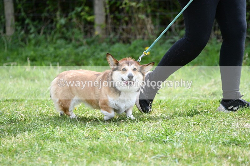 WJ5_9629 - Class 3 Most Handsome Dog
