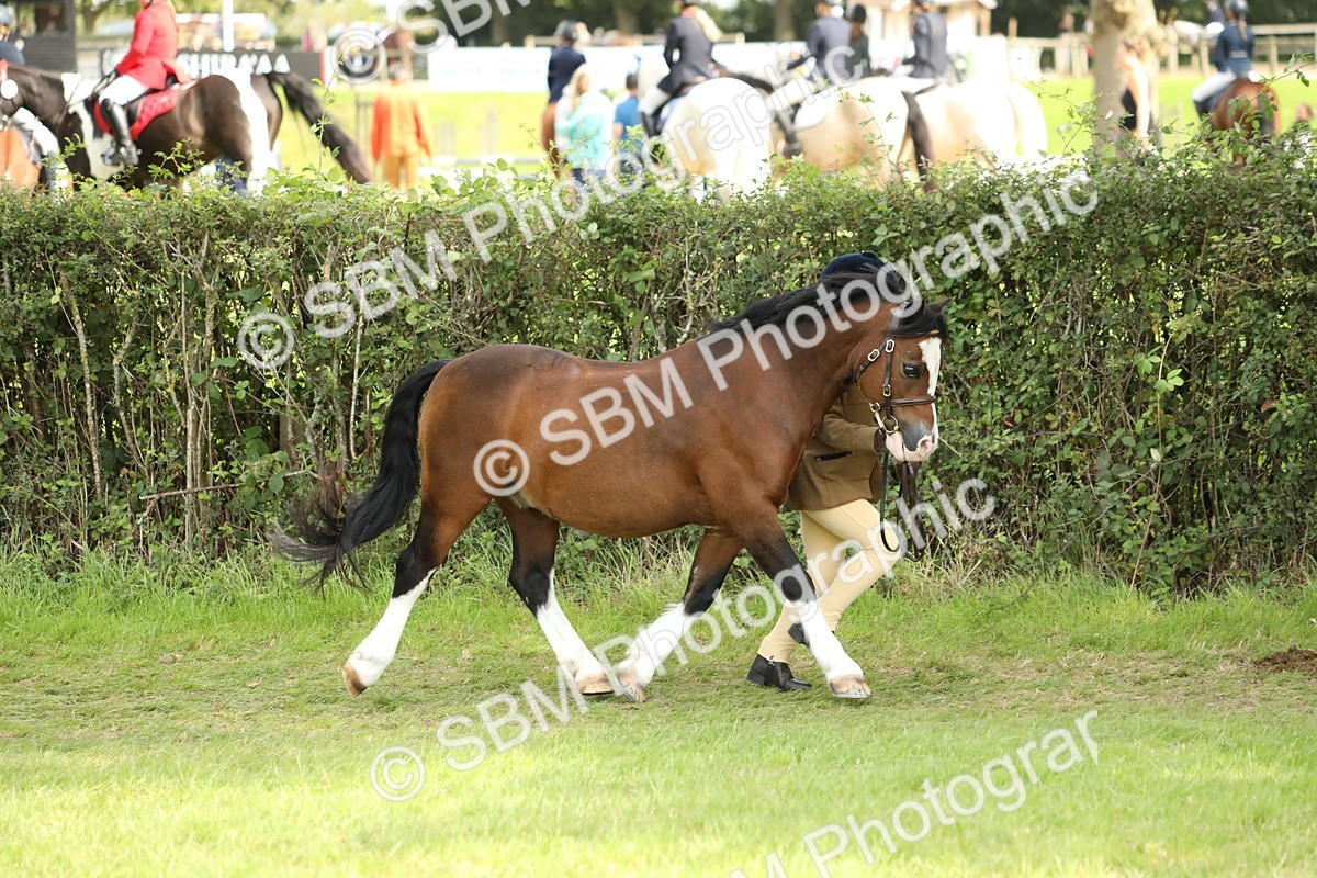 SBM_67716 - S39 - Junior Handler 8  Years & Under