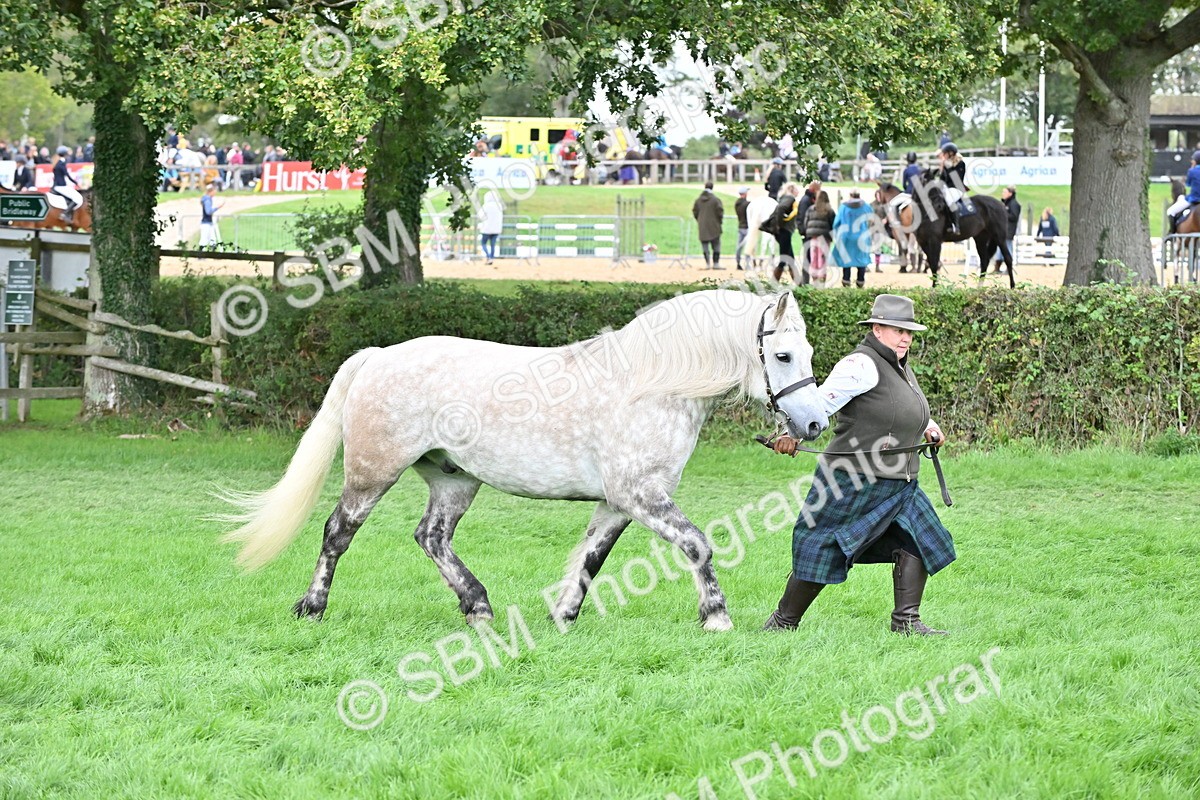 SBM_63253 - S49 - Mountain & Moorland In Hand Large Breeds