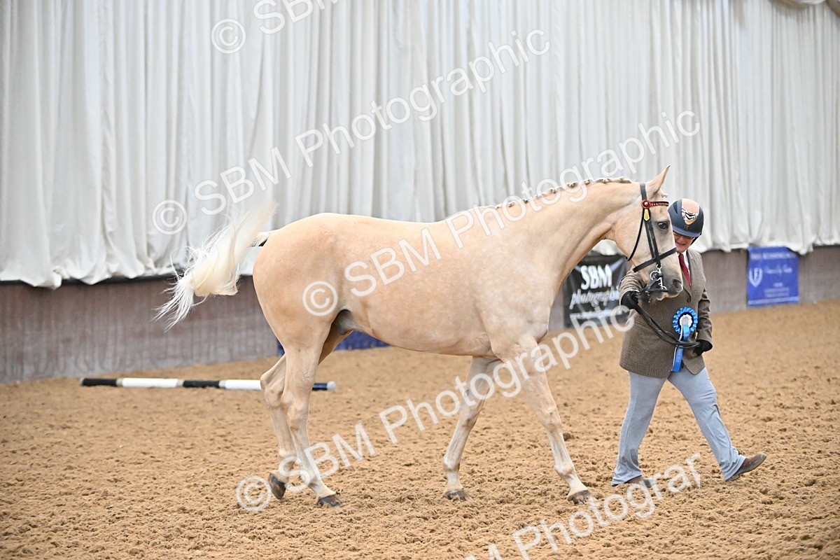 EB7_8442 - Class 3 - In Hand Foreign Breeds & Warmbloods