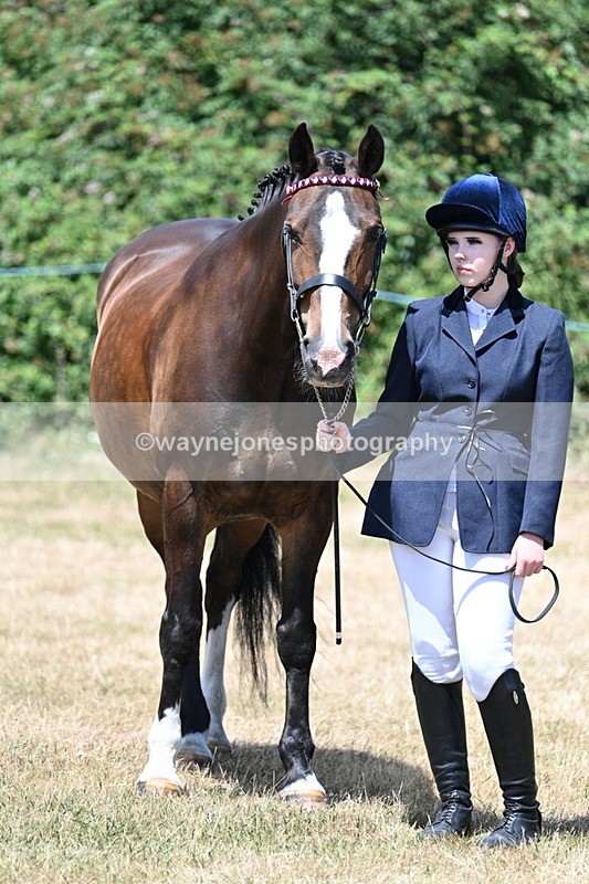 WJ7_2385 - Class 5a Most Handsome Gelding in hand (above 14.2hh)