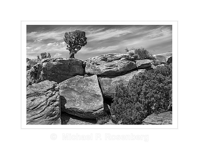 Lone Pinion Tree, Dead Horse Point, Utah - Utah, New Mexico, Arizona, and Colorado