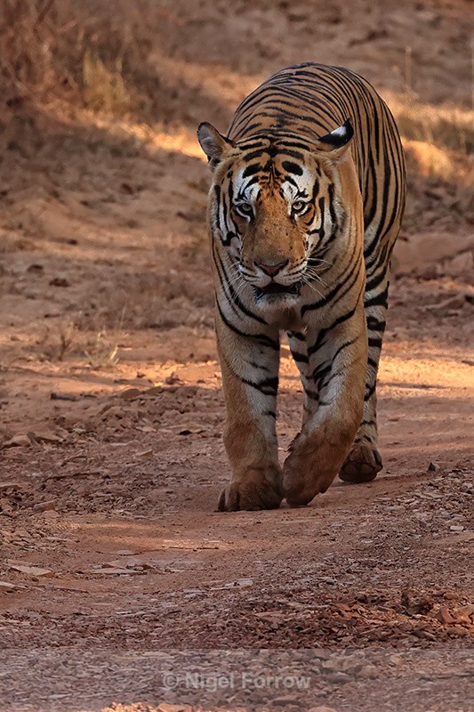 Male Tiger walking on track, Panna Reserve, Madhya Pradesh, India - Tiger