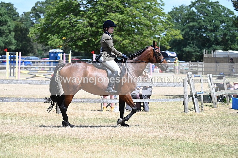 WJ7_2854 - Class 7 Riding Club Show Horse